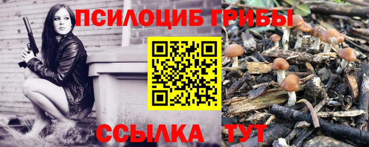 Галлюциногенные грибы Psilocybe Новокубанск