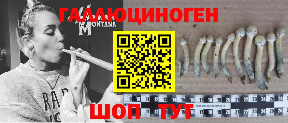 Галлюциногенные грибы GOLDEN TEACHER  Новокубанск  Псилоцибиновые грибы Psilocybe 